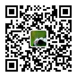 夜猫阿罗哈